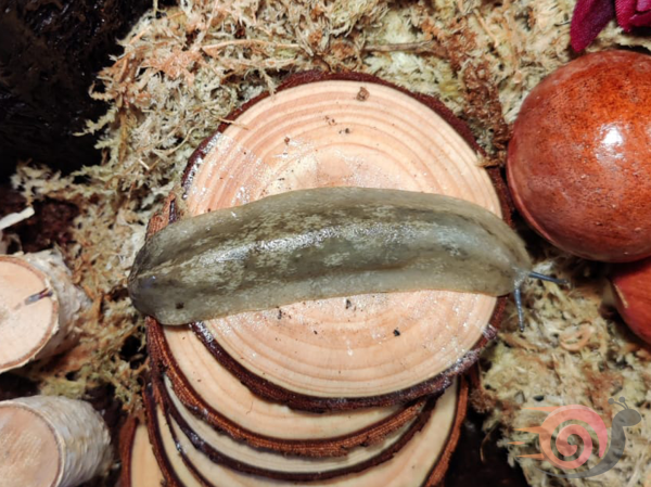 Veronicella sloanei "Pancake Slug"